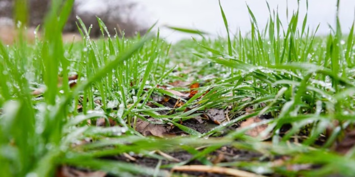 How Grass Overseeding After Aeration Helps Create a Thick and Healthy Lawn